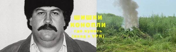 прущие грибы Коряжма